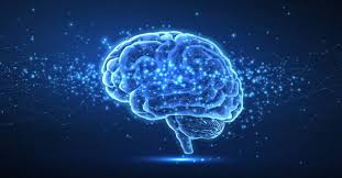 brain